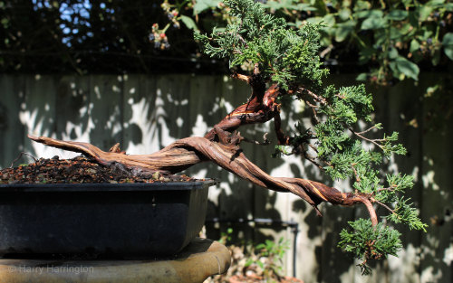 juniper bonsai